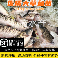 FRESH WATER CULTURE OF SILVER CARP, silver carp and CARP FRY with high quality screw